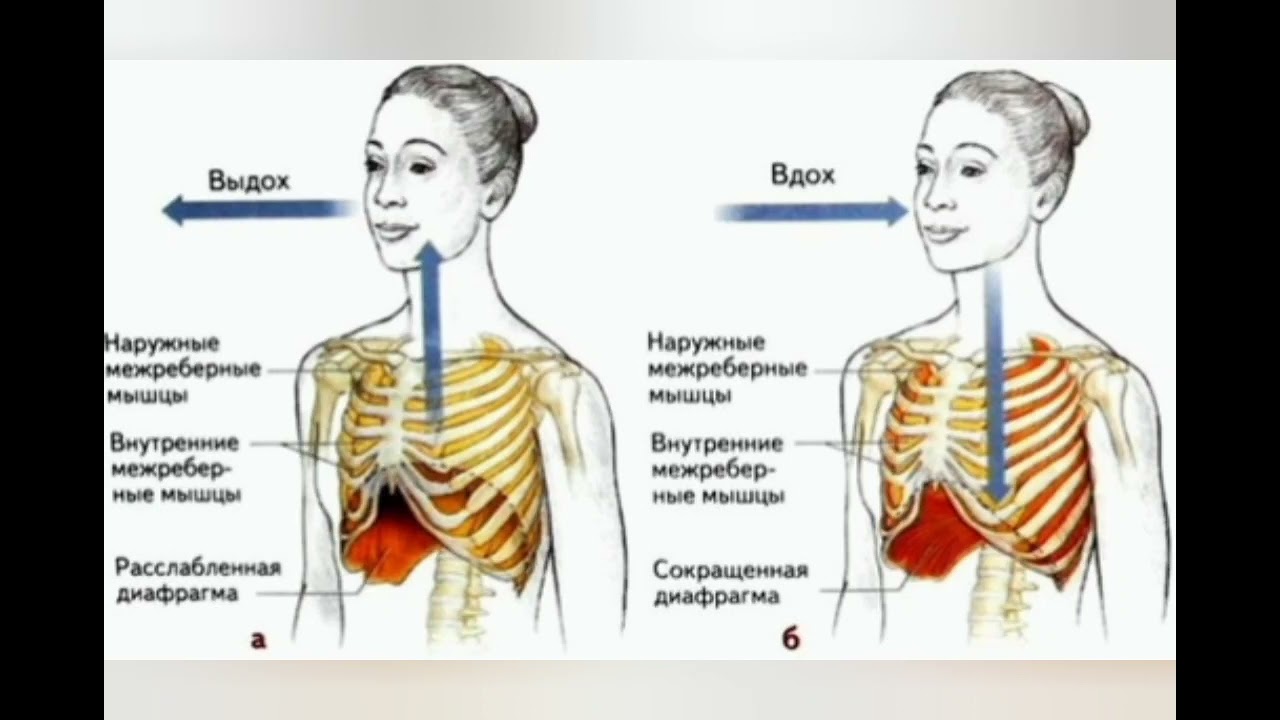 Боль во время вдоха. Вдох выдох ЕГЭ биология. Механизм выдоха биология. Механизм вдоха и выдоха 8 класс биология. Диафрагма механизм вдоха и выдоха.