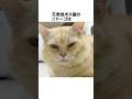 元野良ボス猫ニャーゴ伝説⑪