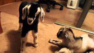 Hour-Old Baby Goats in the House!