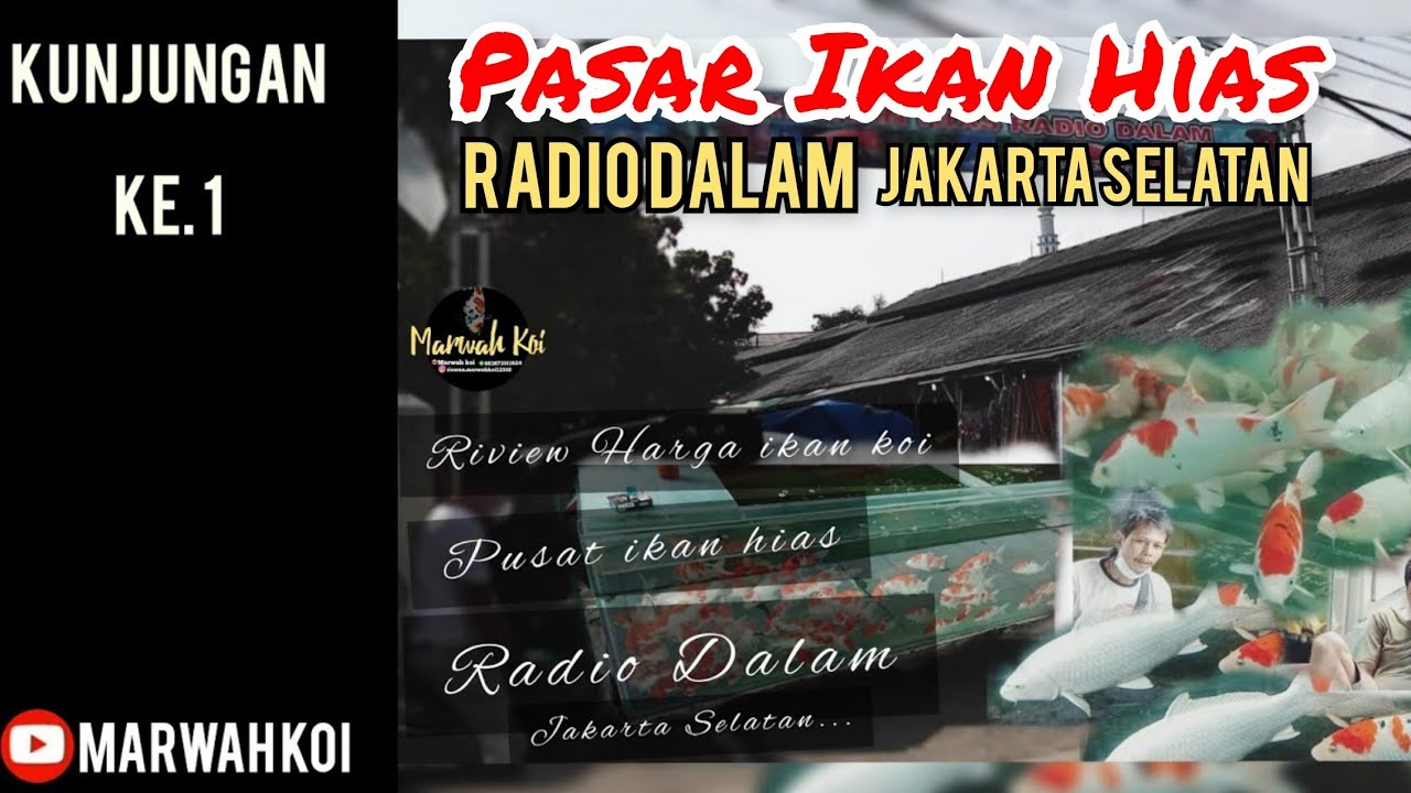 Ribuan Ekor Ikan Koi Pasar Ikan Hias Radio Dalam Jakarta Selatan Youtube