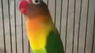 LoveBird Marc Marco jernih untuk Pancingan /masteran LB paud