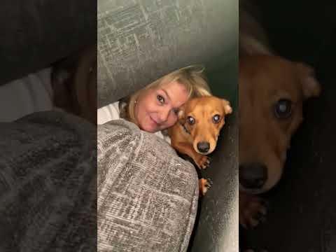 @Tingleboos You caught Ozzie and I 😬 #dogshorts #doglove #dogs #funtimes #shortsviral #funtimes