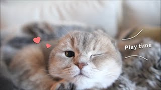 Cutest Scottish Fold cat rolling and playing feather toy
