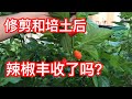 两个星期后，小辣椒🌶️变得怎么样呢？🧐🤓🤔😬🤗