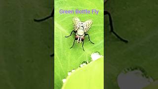 Green Bottle Fly