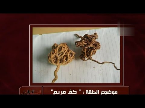 فوائد عشبة كف مريم | الدكتور أمير صالح