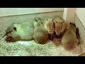 5つ仔の赤ちゃんカピバラお披露目‼︎【アニタッチららぽーと名古屋】
