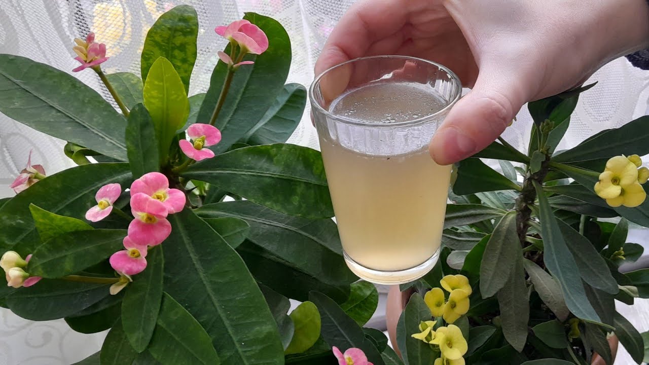 💯BİR BARDAKLA DİKENLER TACI BOL ÇİÇEKLİ OLSUN İSTİYORSAN 🧿 #garden#plants #flowers #dikenlertacı