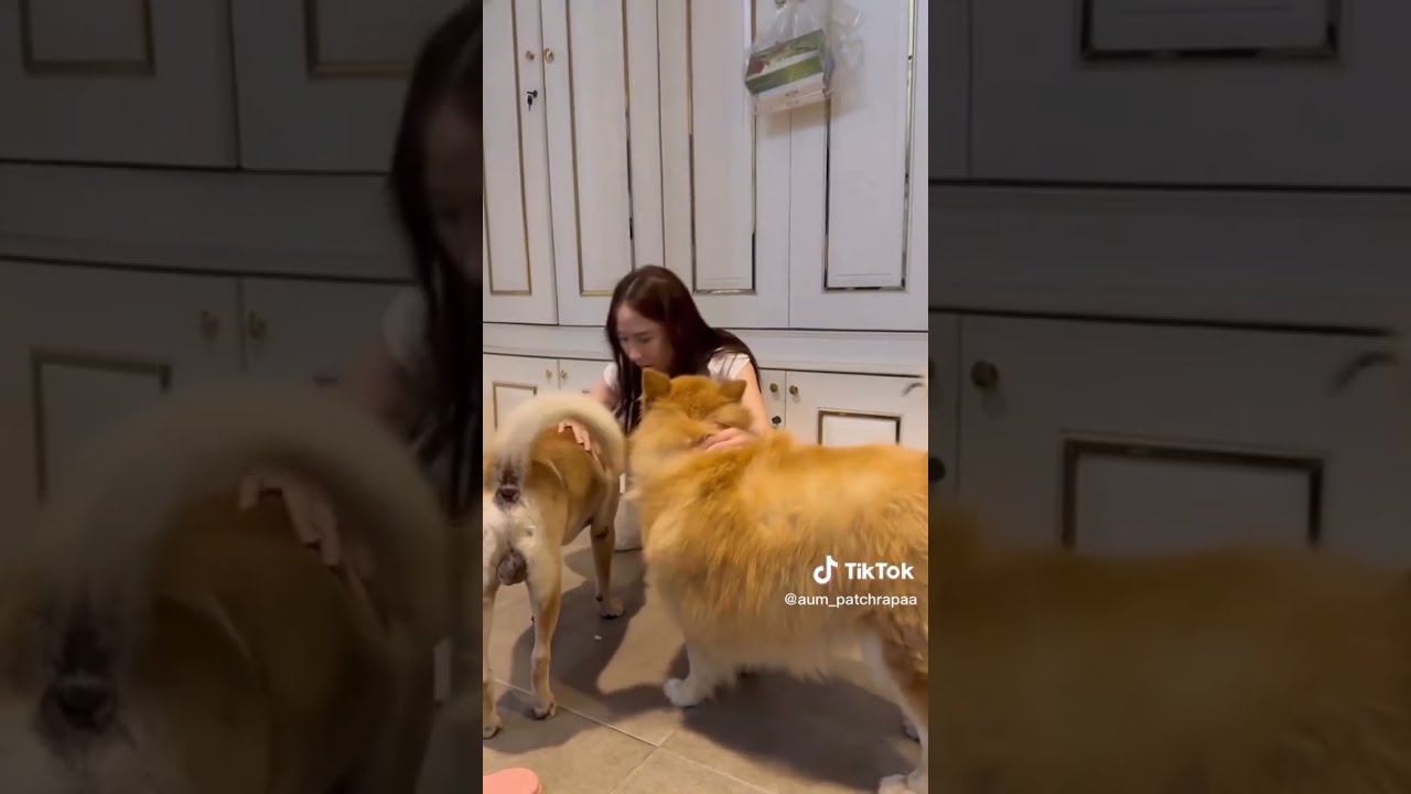 เจ้าถั่วเป็นน้องหมาที่อั้มพัชราประกาศหาพี่วินเห็นประกาศก็เลยเอาเจ้าถั่วมาคืนให้ #อั้มพัชราภา