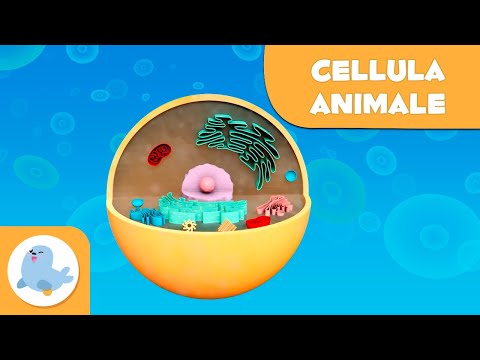 Video: Quali sono le parti della cellula animale e le loro funzioni?