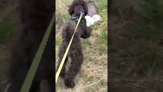 Maltese and Golden doodle play together by Maltese story 18 views 1 year ago 2 minutes, 11 seconds