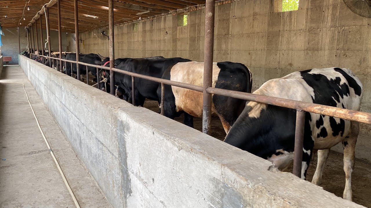 BUQA BOQISH SIRLARI 25 BOSH BUQADAN OYIGA QANCHA FOYDA QILSA BOʻLADI DEHQONLARDAN FOYDALI MALUMOT