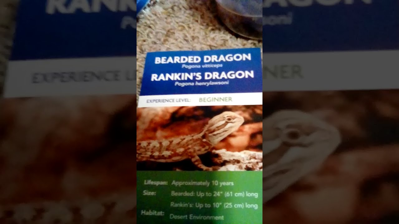 Best Beginner Reptile !? - YouTube