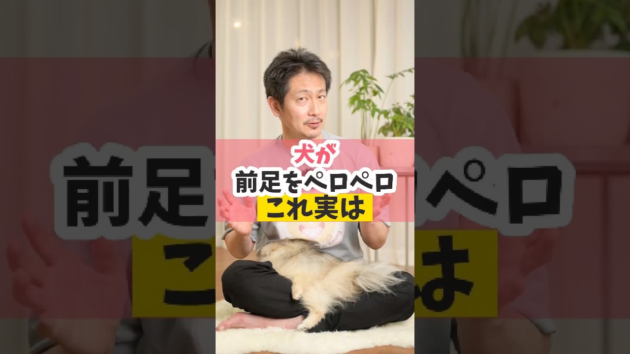 いぬ@プロフお読みください Be careful if your dog is licking its front paws! #doglife #dog