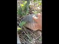 amigos acá les dejo un poco de nuestra hermosa naturaleza un hermoso  armadillo buscando su comida