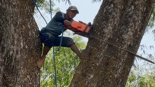 Amazing skills‼️ Cut down giant trembesi tree, Stihl ms881 Vs Husqvarna 395xp.