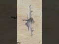 JAS-39 #Gripen #aviation #pc #dcsworld #shorts #pcgaming #gaming #youtubeshorts #4k #gameplay #mod