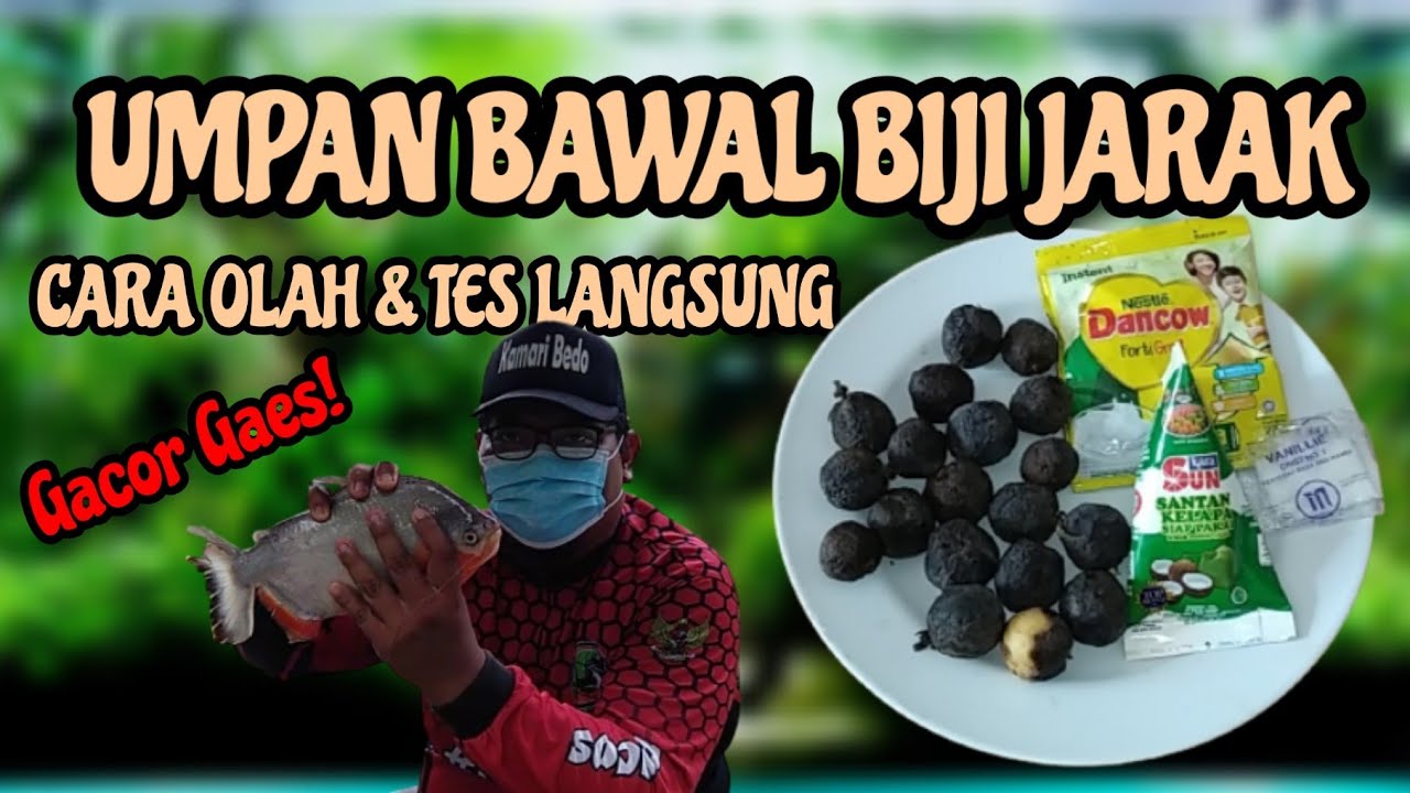 TERBUKTI AMPUH !! Umpan Bawal Harian Siang Hari Media Biji Jarak