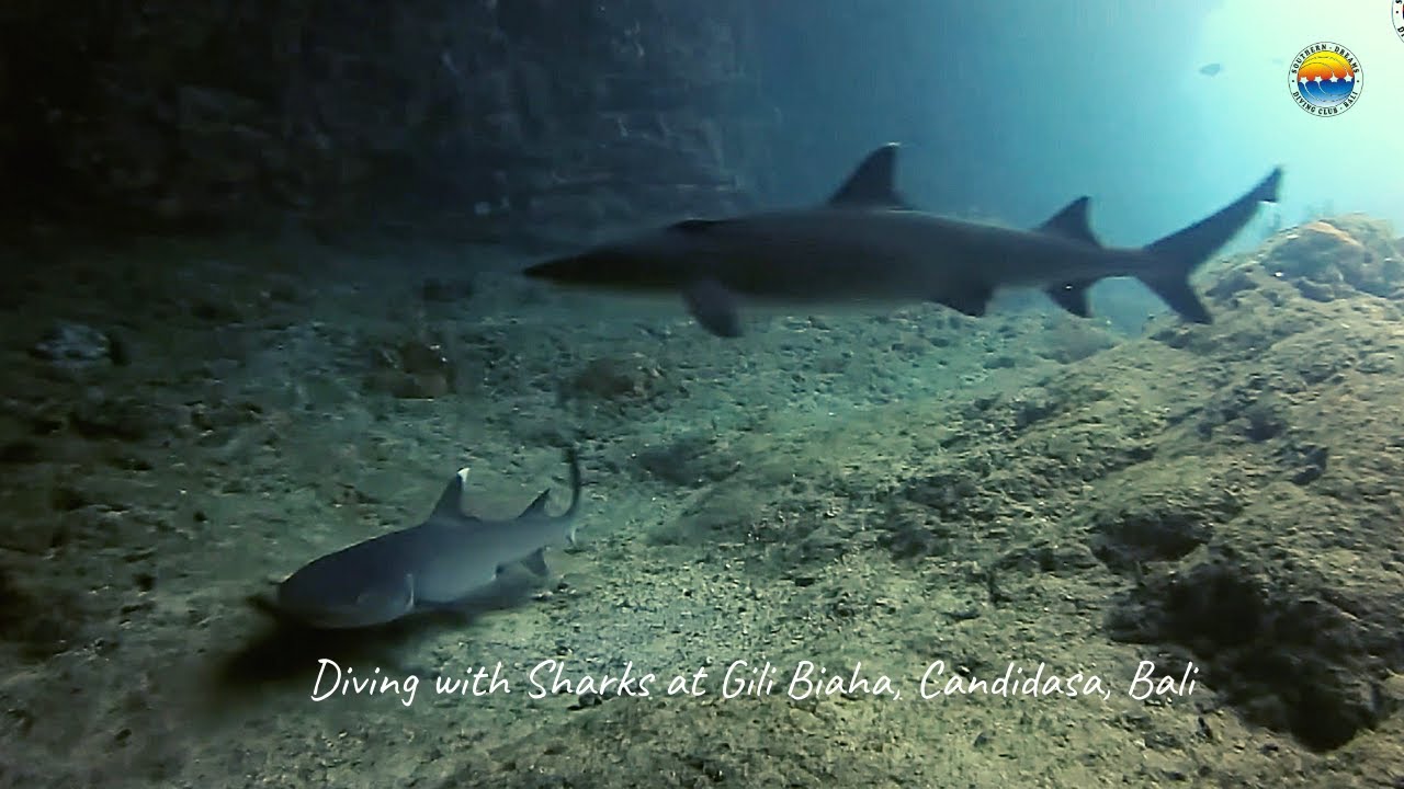 Diving with sharks in Bali at Gili Biaha, Candidasa