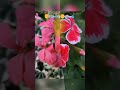 #강문경 #팽이 #유럽제라늄 #제라늄 #사계절꽃 ##불로화훼단지 #풀잎향기