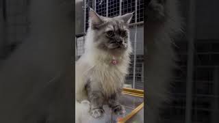 Cat glow up transformation