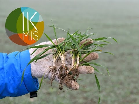 Video: Lapkričio sodininkystės užduotys – Pietvakarių sodo auginimas lapkritį