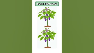 Find 3 Differences #188