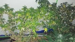 #420 nice buds couple weeks left your thoughts #weed #stonernation #cannabis #canada #pot #jackhere