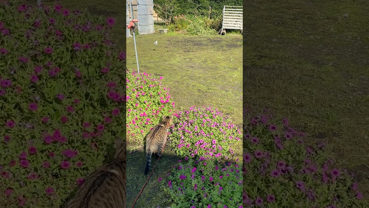 白い鳥さん初めて見たトラジ。 #猫 #cat #キジトラ #shorts