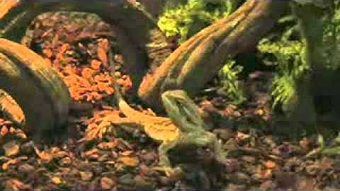 The Transhumanists part 12 documentary by Frank Theys