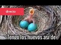 truco si los  Huevos  son fertiles de canarios y jilgueros y el sexo desde el huevo cria 2021