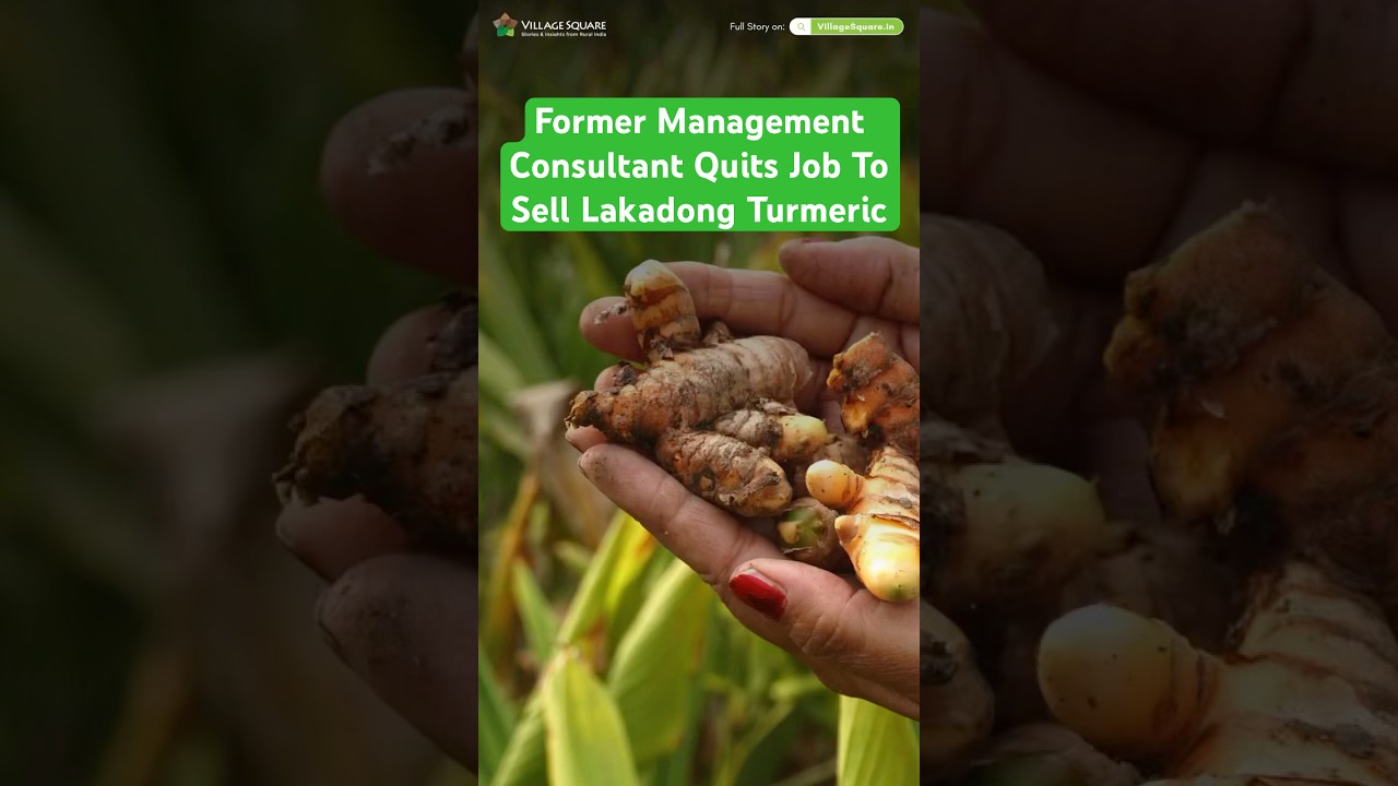 Lakadong #turmeric contains 7-10% curcumin content & is a game-changer! More on villagesquare.in