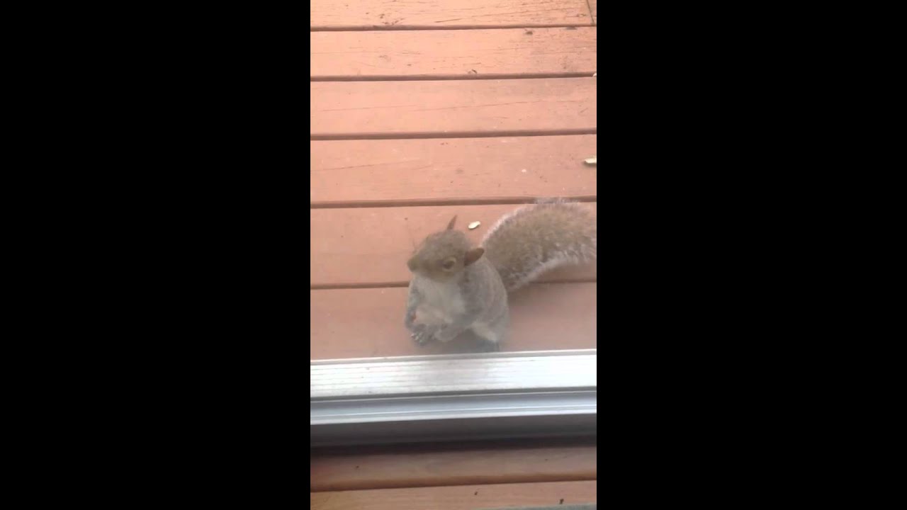 Squirrel At Door YouTube