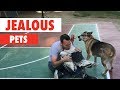 The Ultimate Jealous Pets Compilation: Funniest Pets Videos