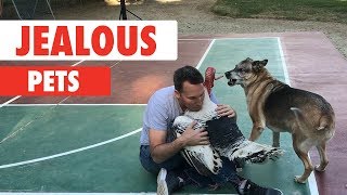 The Ultimate Jealous Pets Compilation: Funniest Pets Videos