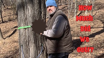 From Tree to Table: Making Maple Syrup the Old-Fashioned Way 🍁🔥