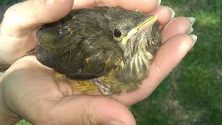 Per Gessle Ömhet Una Oscura Emoción Que Sólo Existe En Suecia?? Lyrics English Español