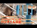 パンチくん日記【2026年6月13日撮影】戸惑う赤ちゃん大接近 市川市動植物園 Punch the monkey 【Punch the monkey's video in June 13, 2026】