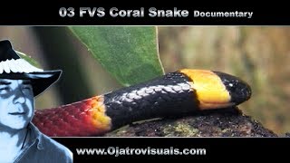 03 Fvs Coral Snakes Remastered