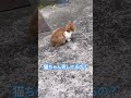 【猫動画】　子猫ちゃん　何してるの？　#猫　#地域猫　#野良猫 #shorts