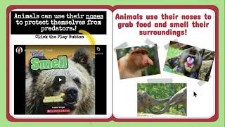 Animal Noses