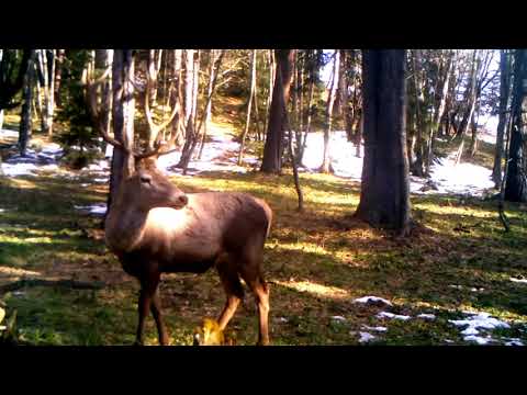 კეთილშობილი ირემი • Cervus elaphus • Red deer