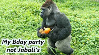 Gorilla D'jeeco and Jabali's birthday special treat ./ 慶祝金剛猩猩迪亞哥跟兒子Jabali的生日