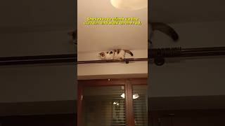 The cat is walking on the curtain rod 🙀 and playing tricks on the household members 😸