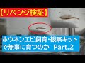 【検証】ニチドウ ホウネンエビ飼育・観察セットで無事に育つのか　Part.2リベンジ編