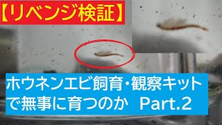 【検証】ニチドウ ホウネンエビ飼育・観察セットで無事に育つのか　Part.2リベンジ編