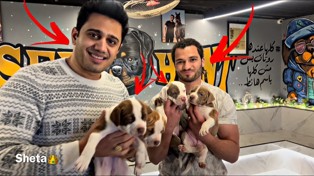 Реакция моих питбулей, когда они увидели щенков 😱