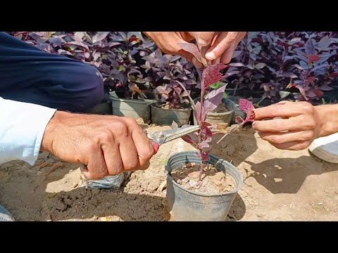 بهذه الطريقه احصل على مئات الشتلات من نبات النتيرا جامبو اجمل نبات ممكن تزرعه فى المنزل