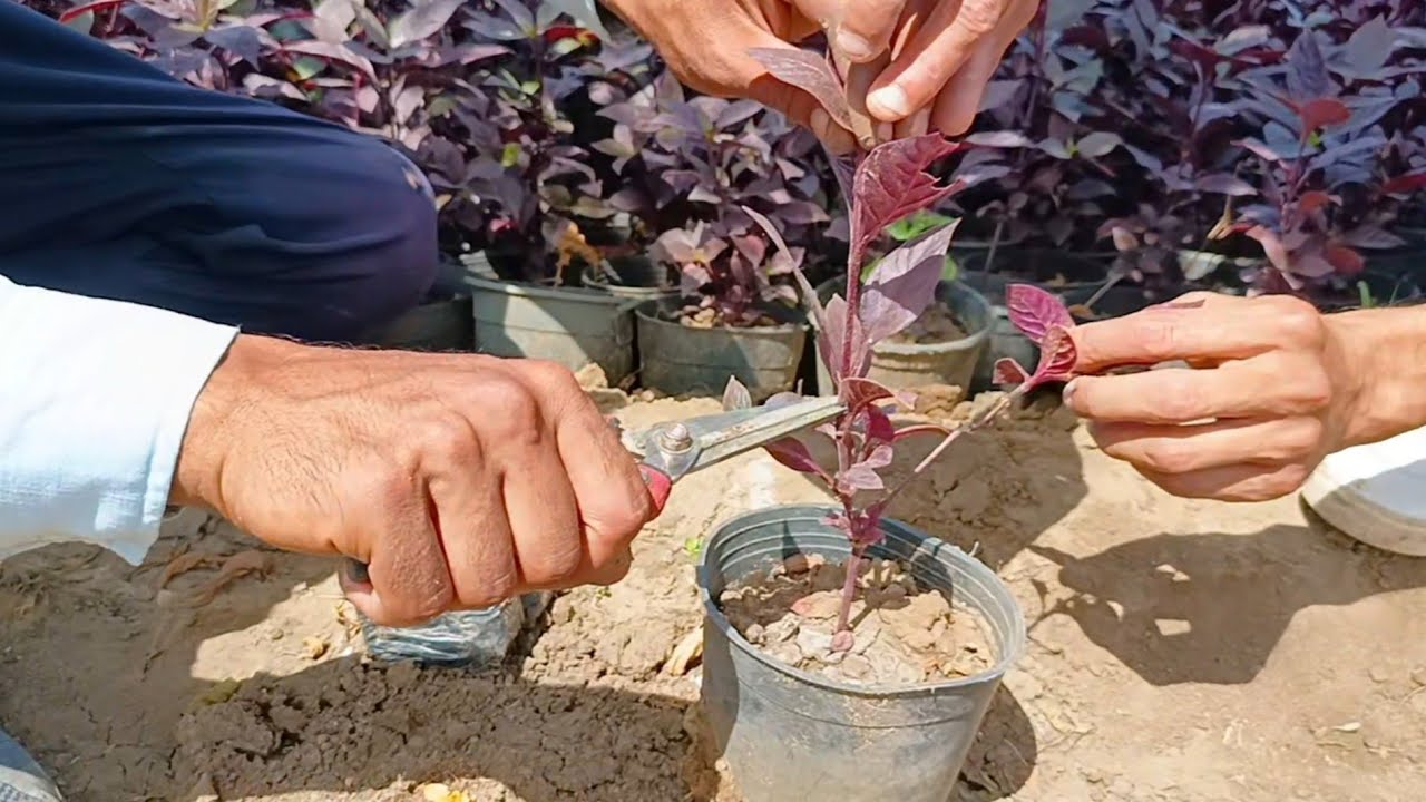 بهذه الطريقه احصل على مئات الشتلات من نبات النتيرا جامبو ..اجمل نبات ممكن تزرعه فى المنزل