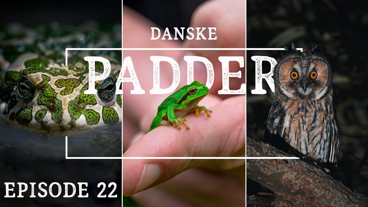 På opdagelse i det Sydfynske Øhav // Med Emil Sanderhoff // Naturformidling, dansk naturfilm